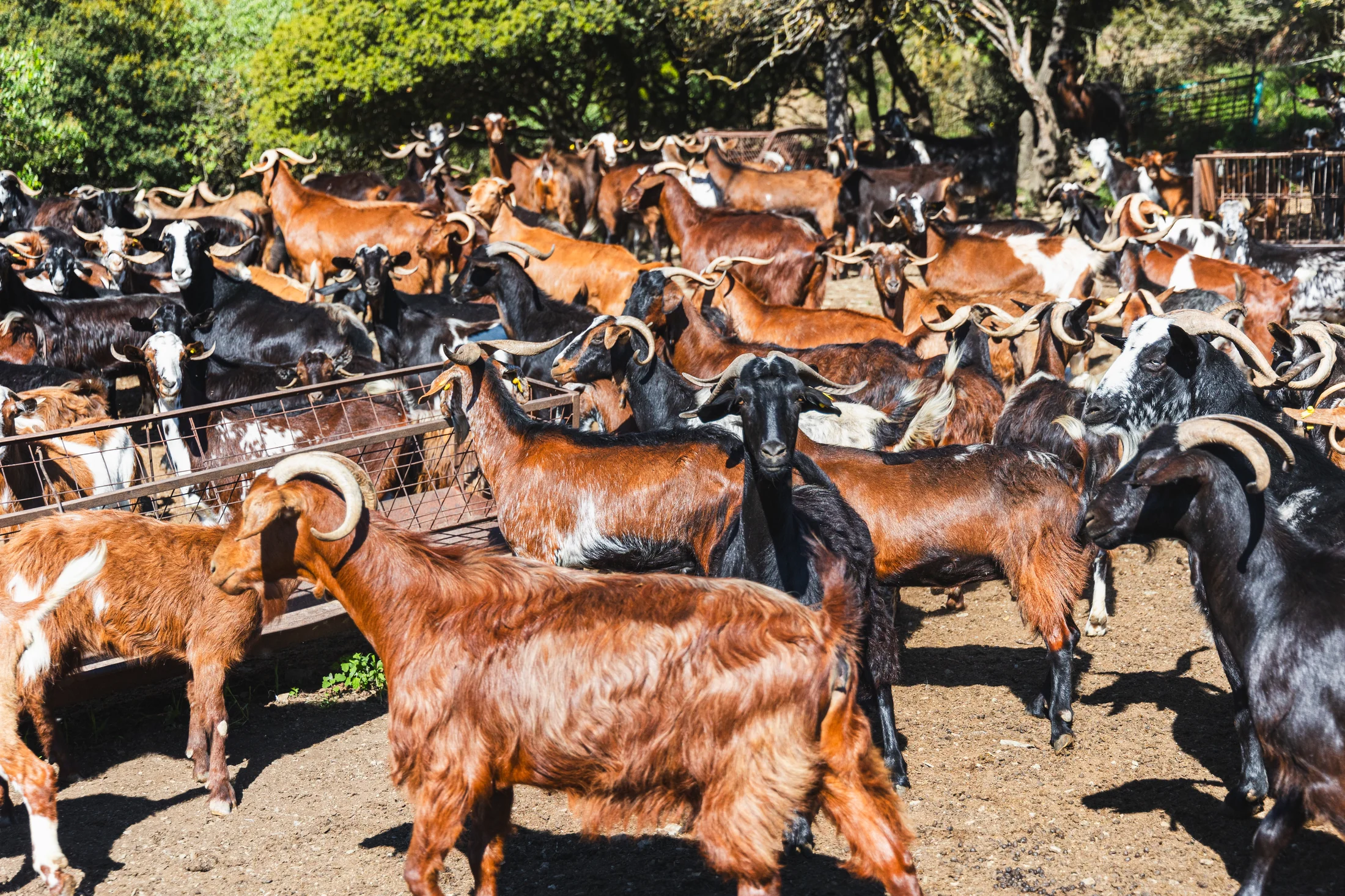 Rebaño de cabras en el entorno rural de Arcadia